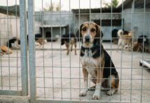 Randagismo, il rapporto Legambiente: oltre 14mila cani rischiano di restare nei canili senza adozione