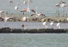 STORICA PRIMA NIDIFICAZIONE DEL FENICOTTERO ROSA