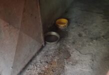 Alessandria, le Guardie Zoofile OIPA salvano cinque cani dal più totale degrado. Tra loro due cuccioli di 60 giorni