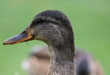 Ravenna, orrore al parco Teodorico: animali uccisi e rubati
