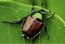 Popillia japonica: iniziata la campagna di contenimento