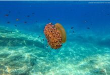 Lasciate in pace le meduse! Nel mare dell’Elba e in tutto il Mediterraneo