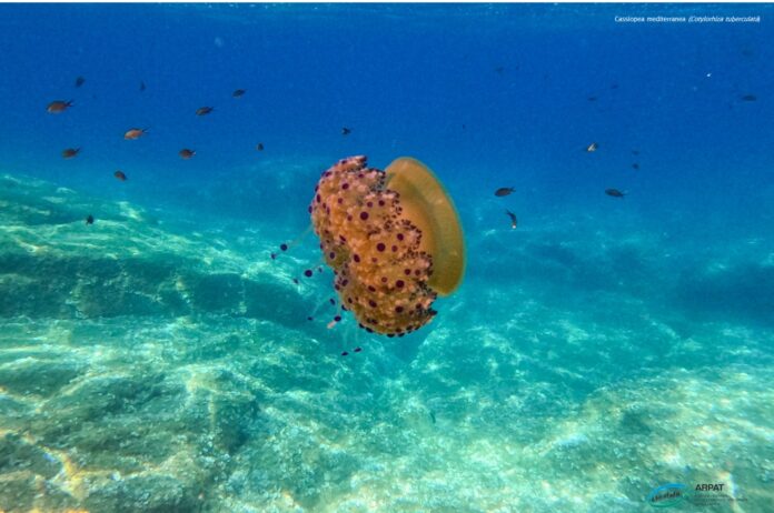 Cassiopea mediterranea medusa