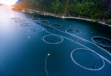 Il prezzo nascosto del salmone di allevamento