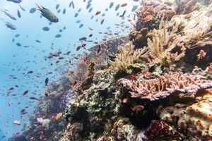 KIBO-Indonesia barriera corallina