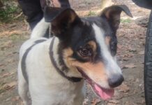 Colli Metauro (PU), cane con collare elettrico per impedirgli di abbaiare: sequestrato il dispositivo