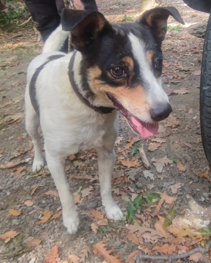 cane smarrito 270826