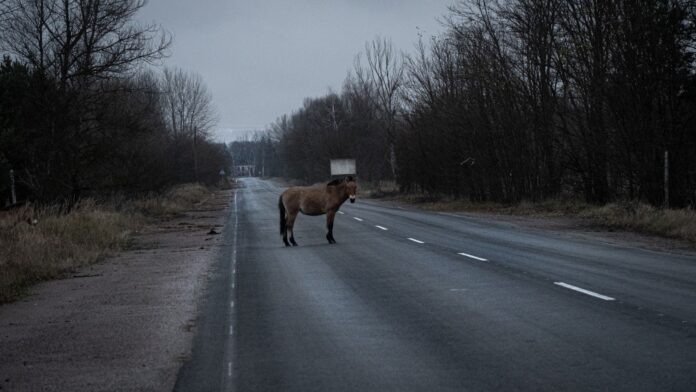 foto da Chernobyl 40