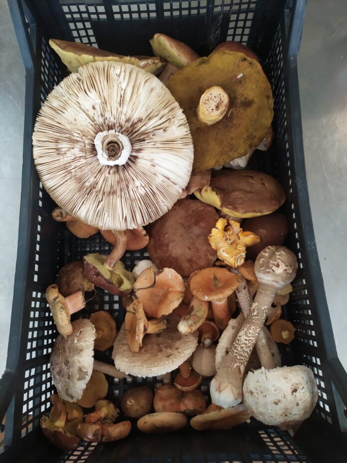 funghi