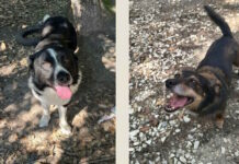 Adozione cani: Luna e Coraggio cercano una famiglia che li accolga