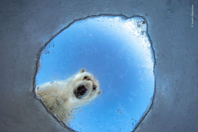 4_WPY62 © Audun Rikardsen