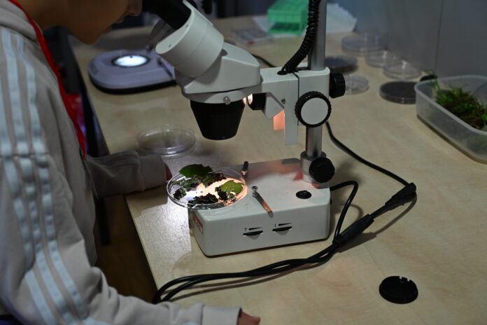 microscopio