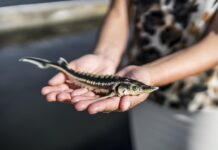 Il caviale ha una stagione: per Vivari la qualità rispetta il tempo