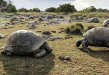 ALLE SEYCHELLES VIVONO OLTRE 180.000 TARTARUGHE GIGANTI!