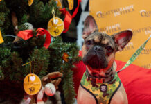 Quattrozampeinfiera accende il Natale a Torino